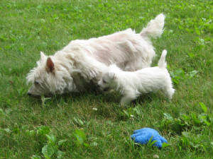 NJ Westhighland White Terrier